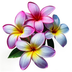 Close-up of vibrant plumeria flowers in various shades of pink, yellow, and white, showcasing their delicate petals and tropical beauty.