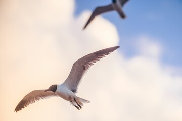 Black-headed gull in flight with a soft focus background of clouds and blue sky.