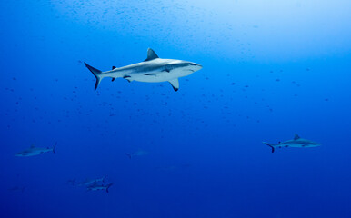 Wall of sharks in Fakarava - Grey reef sharks in blue water