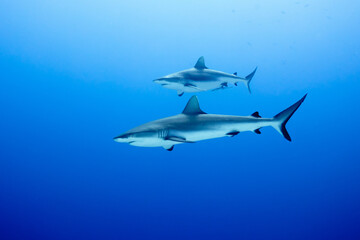 Wall of sharks in Fakarava - Grey reef sharks in blue water
