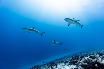 Sharks in clear blue water in Fakarava Wall of sharks high Quality 