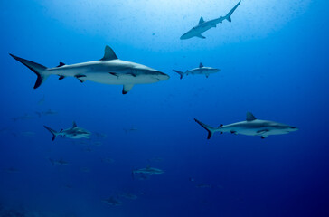 Naklejka premium Sharks in clear blue water in Fakarava Wall of sharks high Quality 