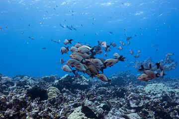 Lot of fish over coral reef underwater