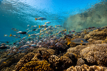Lot of fish over coral reef underwater