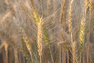 Golden Wheat Ears in a Field