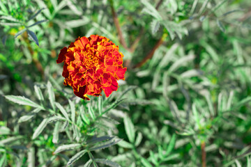 Close-Up Of Vibrant Marigold Flower In Bloom On Green Foliage