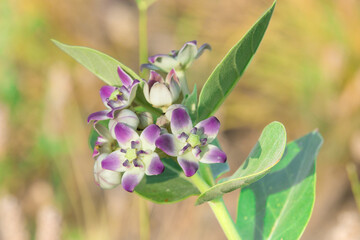 A Detailed Close-Up Image Showcasing Beautiful Purple and White Flowers Blooming on a Vibrant Green Stem