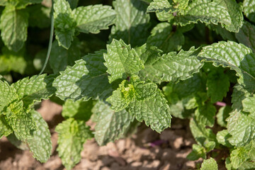 The Vibrant Green Mint Leaves Flourishing Under the Warm Rays of Sunlight, Creating a Lush and Refreshing Sight