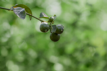 Close-Up of Green lemon Fruits on a Branch