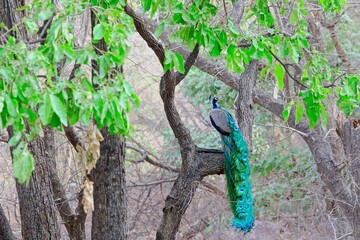 Long tail of a Peacock