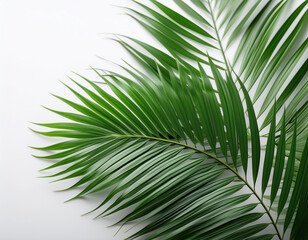 Obraz premium Close-Up of Palm Fronds with Intricate Details on White Background