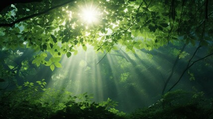 Forest canopy with vibrant green leaves and sunlight shining through