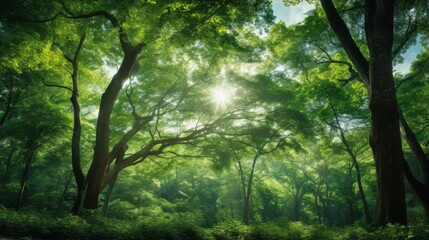 Fototapeta premium Looking up at a grove of green trees with light streaming through the foliage