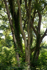 イノシシの生息地