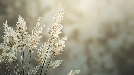 Close-up of delicate, dried grass stalks against a soft, blurred background.