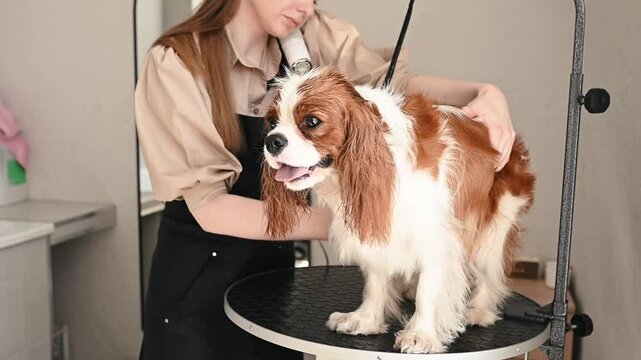 The groomer uses professional skills to thoroughly dry and comb the dog's coat after water treatments