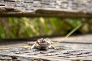 lizard on a boardwalk