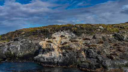 Sea lions relax lying on the slope of a rocky islet in the Beagle Channel. Cormorants are nearby. Low-growing grassy vegetation on cliffs. Clouds in the blue sky. Isla de los lobos. Argentina.