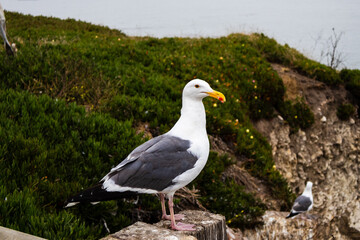 seagull on the beach