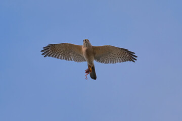 Shikra