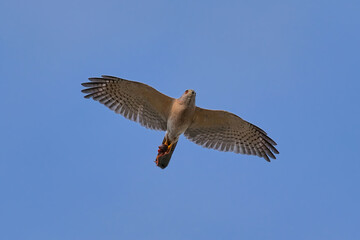 Shikra