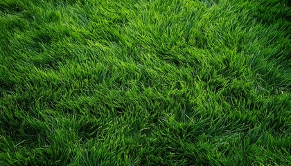 芝生の背景画像（grass background image.）
