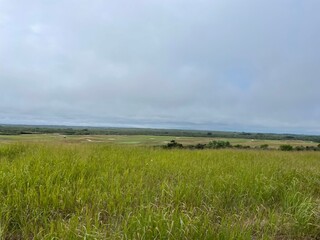 landscape with grass and clouds