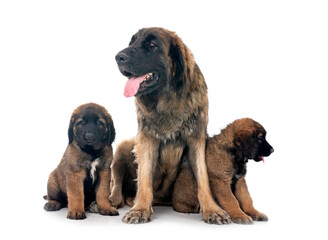 Obraz premium puppies Leonberger and mother in studio