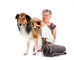 Shetland Sheepdog and woman in studio