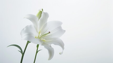 Naklejka premium White Lily in Bloom