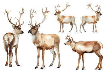 Naklejka premium Watercolor painting realistic Set reindeer on white background. Clipping path included.