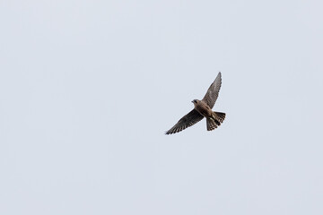 Flying Peregrine falcon in the sky