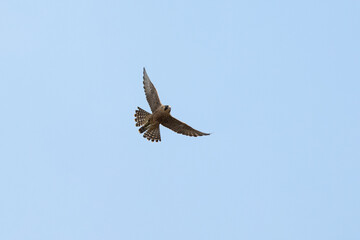 Flying Peregrine falcon in the sky
