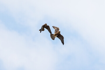 Flying Peregrine falcon in the sky