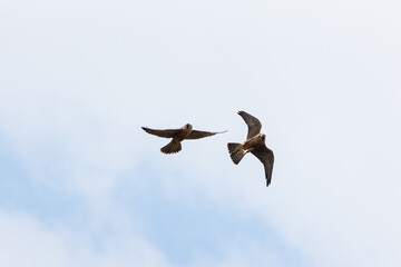 Flying Peregrine falcon in the sky