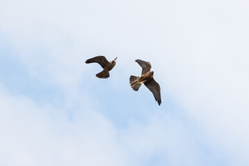 Flying Peregrine falcon in the sky