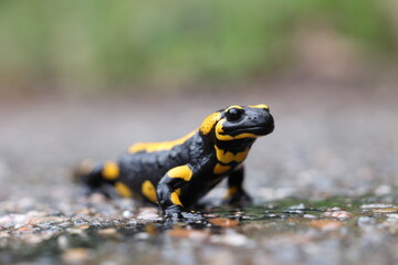 European fire salamander in daylight on a rainy day