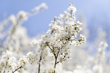 Blühender Obstbaum