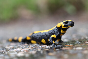 European fire salamander in daylight on a rainy day