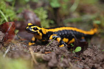 European fire salamander in daylight on a rainy day