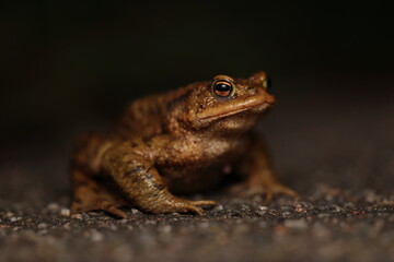 Common toad on a road by night