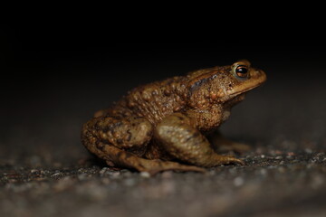Common toad on a road by night
