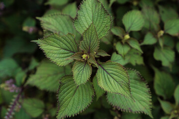 Shot of perilla shiso leaves purple japanese leaf and flower growing