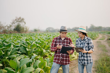 Farmers inspecting crops with a digital tablet in Tobacco leaf plant grow at field, showcasing modern agriculture, teamwork, and technology.