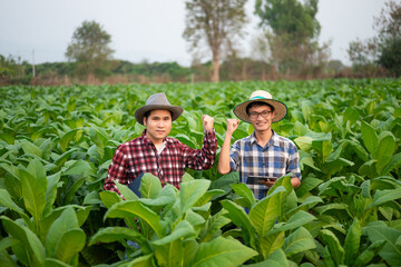 Farmers inspecting crops with a digital tablet in Tobacco leaf plant grow at field, showcasing modern agriculture, teamwork, and technology.