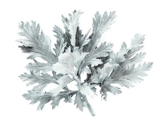 dusty miller isolated on the white background
