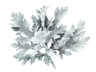 dusty miller isolated on the white background