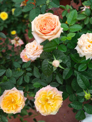 roses in garden