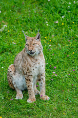 Iberian lynx (Lynx pardinus), lince ibérico
