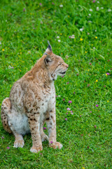 Iberian lynx (Lynx pardinus), lince ibérico